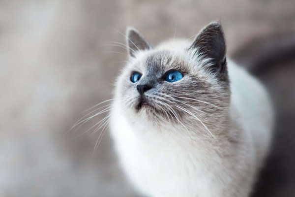 Quali sono i segnali di una potenziale sordità in un gatto bianco e come confermare il sospetto?